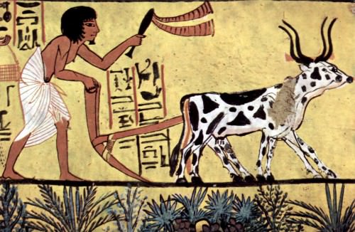 Arando agricultor egípcio
