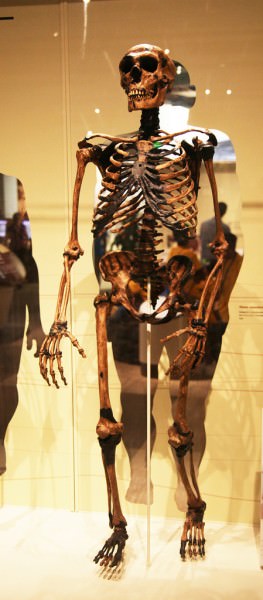 Esqueleto de hombre adulto de Neanderthal