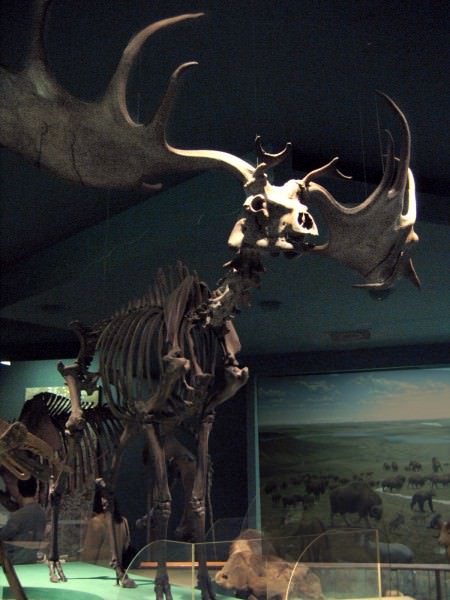Megaloceros (Elk gigante) Esqueleto