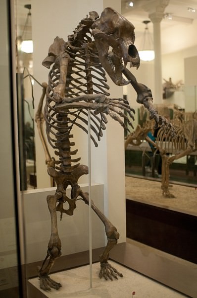 Esqueleto del oso de la cueva
