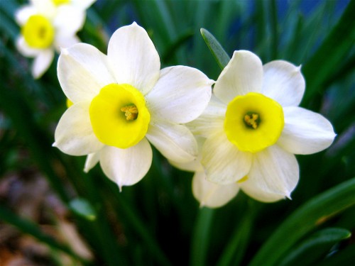 Image result for Narcissus