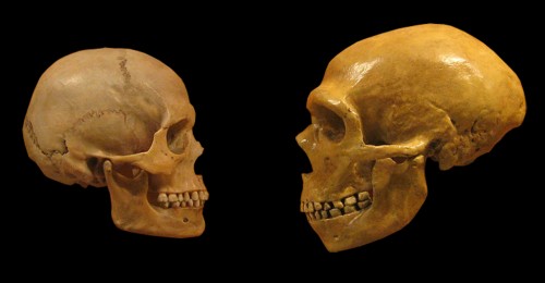Homo Sapiens e Crânios Neandertais