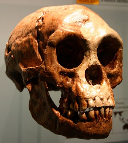 Cráneo Homo Floresiensis