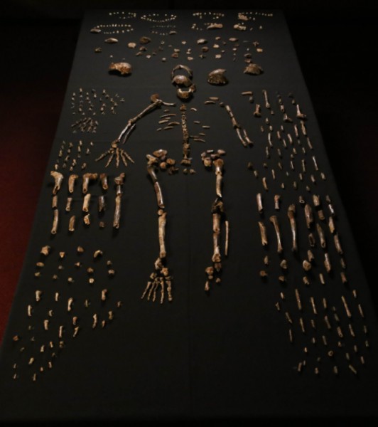 Homo Naledi Composite Skeleton